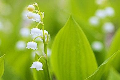 温馨剧情向狗狗模拟游戏《我的小柯基》现已推出试玩Demo